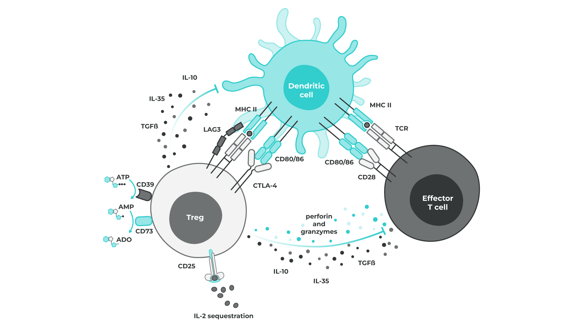 1494085_Treg Cell diagram for blog_1920x1080_110722.png