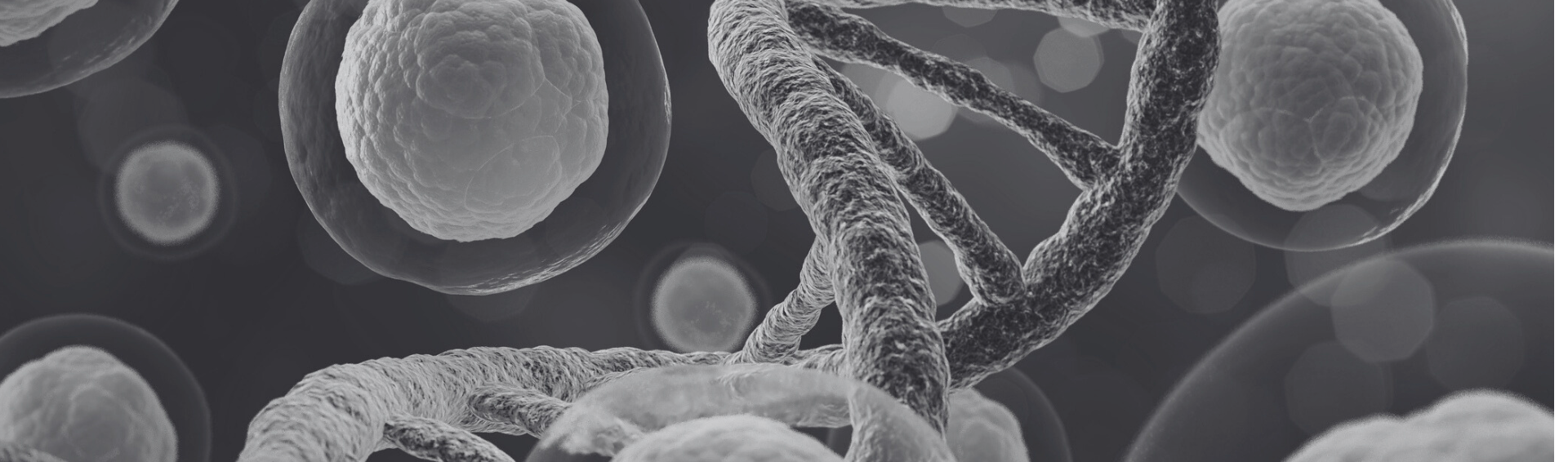 IndEx-2 inducible cell line development